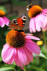 Similar image 741950