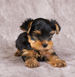 Similar image 741977