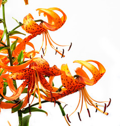 Similar image 742623