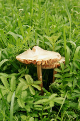 Similar image 742871