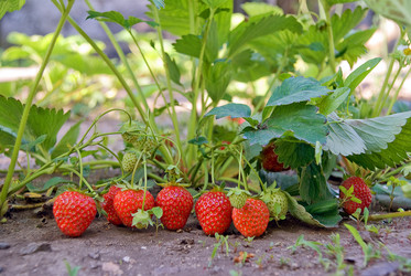 Similar image 742896