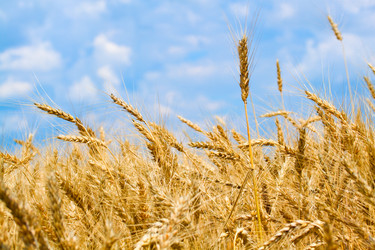 Similar image 743119