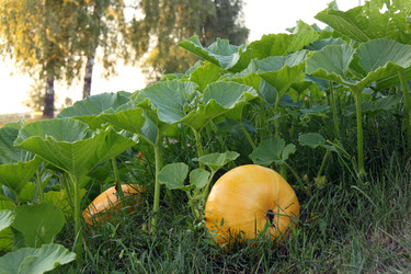 Similar image 743878