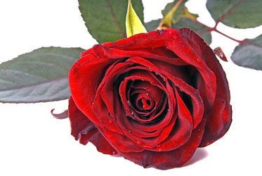 Similar image 743963