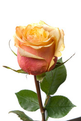 Similar image 743997