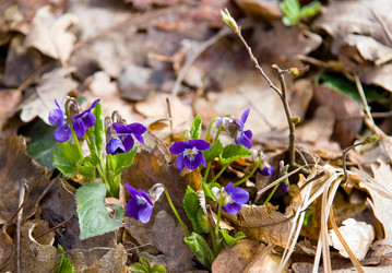 Similar image 745106