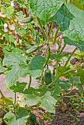 Similar image 745453