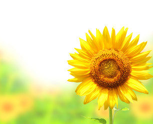 Similar image 745900