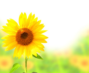 Similar image 745901