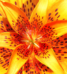 Similar image 745920