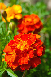 Similar image 747604