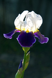 Similar image 747654