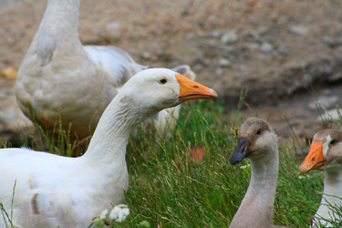 Similar image 748177