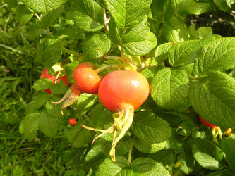 Similar image 748805