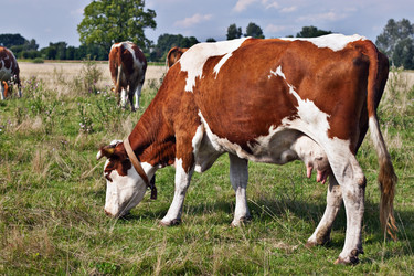 Similar image 748957