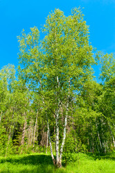 Similar image 749535