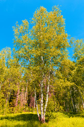 Similar image 749536