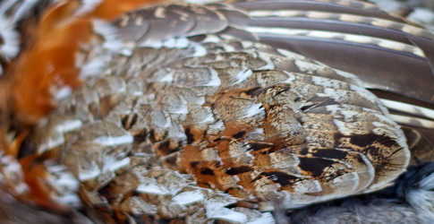 Similar image 749704