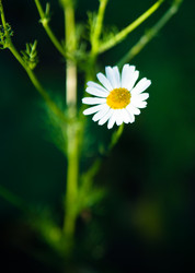 Similar image 750364