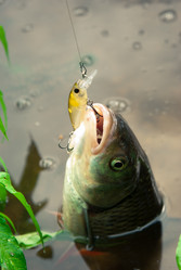 Similar image 750385