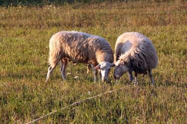 Similar image 753415