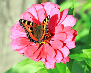 Similar image 754917