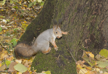 Similar image 755555