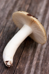 Similar image 757947