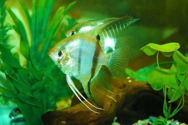 Similar image 759305