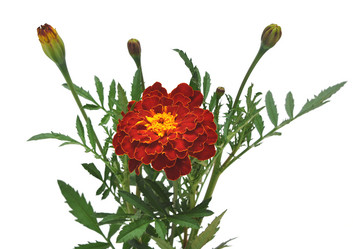 Similar image 761270