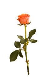 Similar image 761529