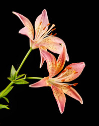 Similar image 761717