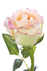 Similar image 762328