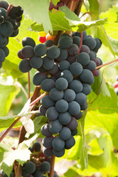 Similar image 763421