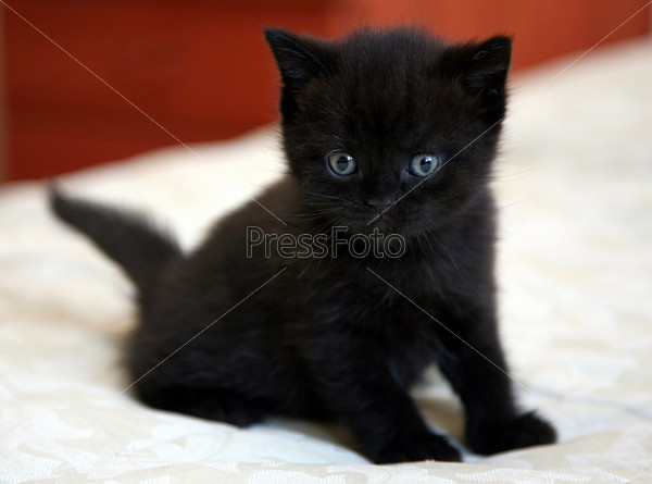 котенок черный с голубыми глазами