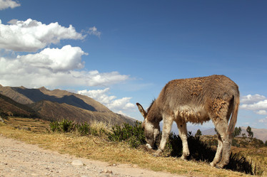 Similar image 764025