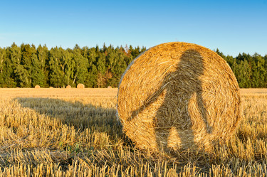 Similar image 764276