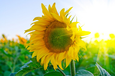 Similar image 764701