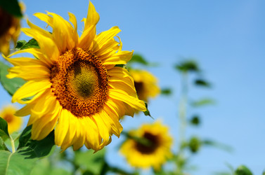 Similar image 765219