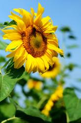 Similar image 765224