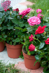 Similar image 766512