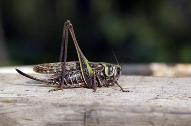 Similar image 767422