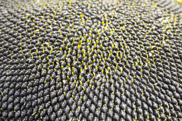 Similar image 767424