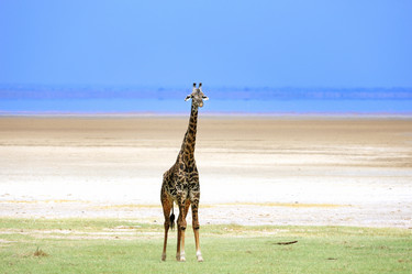 Similar image 768036