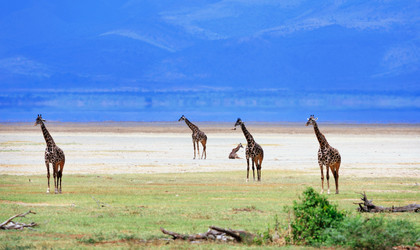 Similar image 768044