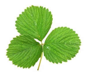 Similar image 768541