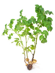 Similar image 768564