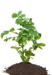 Similar image 768567