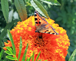 Similar image 768858