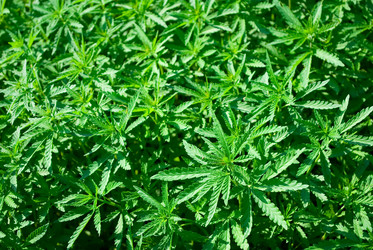 Similar image 769017